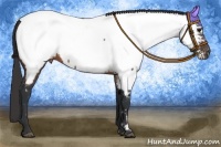 Horse Color:Brown Appaloosa 