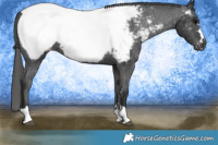 Horse Color:Black Snowcap 