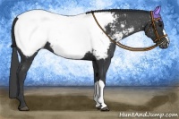 Horse Color:Black Appaloosa