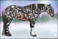 Horse Color:Brown Appaloosa