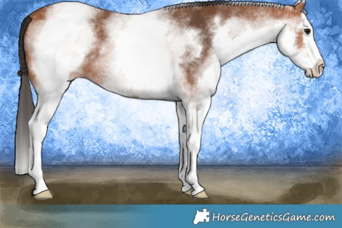 Horse Color:White Spotted Bay Splash 