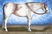 Horse Color:White Spotted Bay Splash 