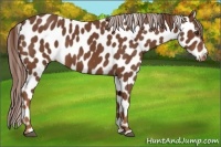 Horse Color:Chestnut Appaloosa 