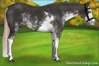 Horse Color:Liver Chestnut Sabino Splash 