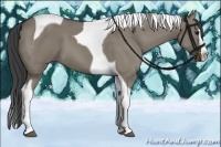 Horse Color:Smoky Grullo Splash Tobiano