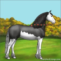 Horse Color:Smoky Black Splash