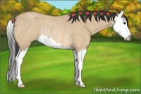 Horse Color:Buckskin Roan Splash Rabicano 