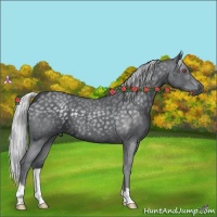 Horse Color:Silver Blue Chinchilla Roan 