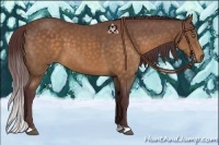 Horse Color:Chocolate Buckskin 