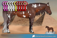 Horse Color:White Spotted Chocolate Brown 