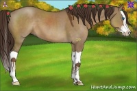 Horse Color:Liver Red Dun Splash