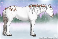 Horse Color:Brown Appaloosa