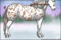 Horse Color:Buckskin Appaloosa 
