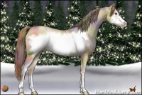 Horse Color:Nacre Grullo Pearl Sabino Frame