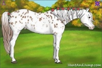 Horse Color:White Spotted Chestnut Appaloosa 