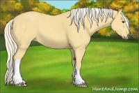 Horse Color:Palomino