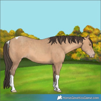 Horse Color:Amber Champagne Tobiano 