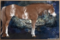 Horse Color:White Spotted Chestnut Sabino