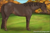 Horse Color:Liver Chestnut 