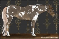 Horse Color:White Spotted Chocolate Palomino
