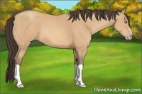 Horse Color:Amber Champagne 