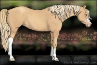 Horse Color:Gold Champagne 