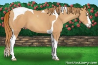 Horse Color:Gold Champagne Splash Tobiano