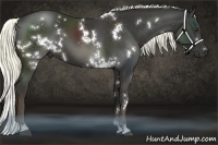 Horse Color:White Spotted Liver Chestnut 