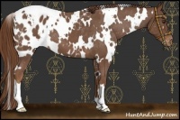 Horse Color:White Spotted Red Roan Appaloosa 