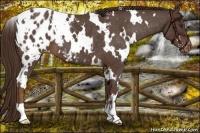 Horse Color:White Spotted Liver Red Roan Varnish 
