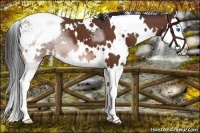 Horse Color:White Spotted Bay Splash Varnish 