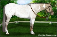 Horse Color:White Spotted Liver Red Dun Blanket Rabicano 