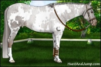 Horse Color:White Spotted Liver Chestnut Varnish