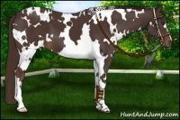 Horse Color:White Spotted Liver Chestnut 