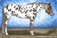 Horse Color:White Spotted Liver Chestnut Appaloosa