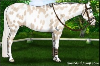 Horse Color:Silver Buckskin Pearl Leopard 