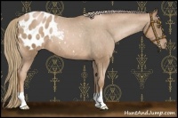 Horse Color:Liver Chestnut Pearl Appaloosa