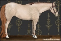 Horse Color:Buckskin Pearl 