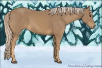 Horse Color:Palomino 