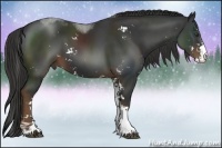 Horse Color:Liver Chestnut Sabino