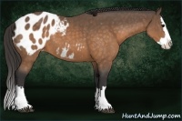 Horse Color:Buckskin Sabino Splash Appaloosa 