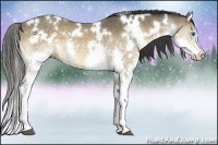 Horse Color:White Spotted Buckskin Splash 