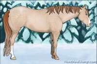 Horse Color:Buckskin Pearl 