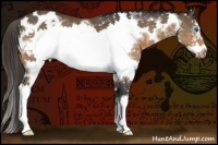 Horse Color:Bay Splash Frame Appaloosa 