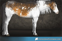 Horse Color:White Spotted Buckskin 