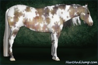 Horse Color:Plaid White Spotted Buckskin