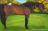 Horse Color:Bay Appaloosa 