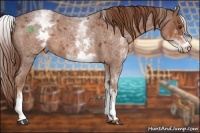 Horse Color:White Spotted Red Roan 