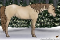 Horse Color:Grullo Pearl