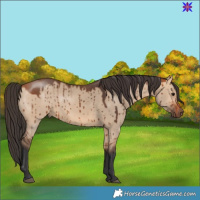 Horse Color:Bay Dun Brindle 